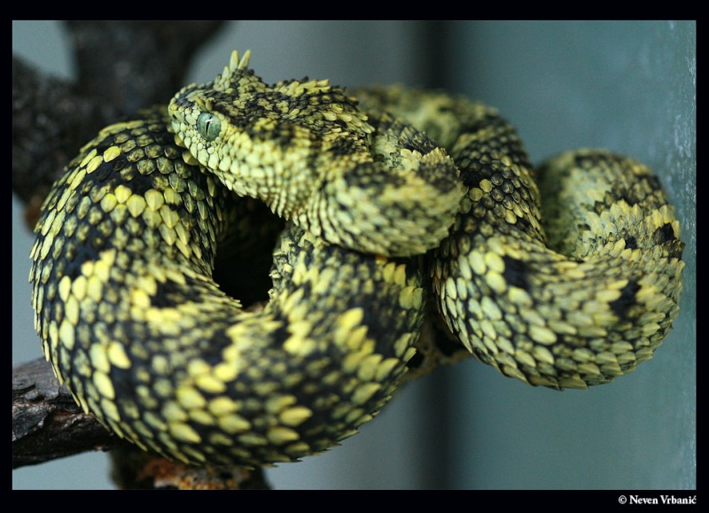 Atheris, Bitis, Crotalus, Dendroaspis... Nv_3010