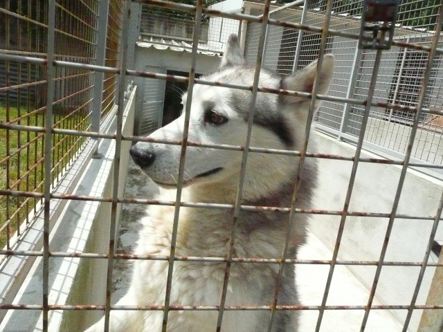 DICK - Husky male de 5 ans P1030015