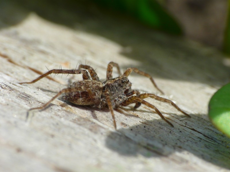 1ère macro avec la DCR-250 P1040110