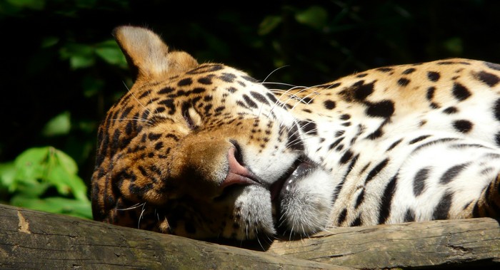 Zoo de BEAUVAL P1060111