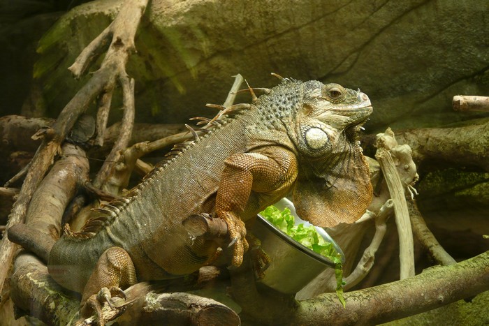 Zoo de BEAUVAL P1060211