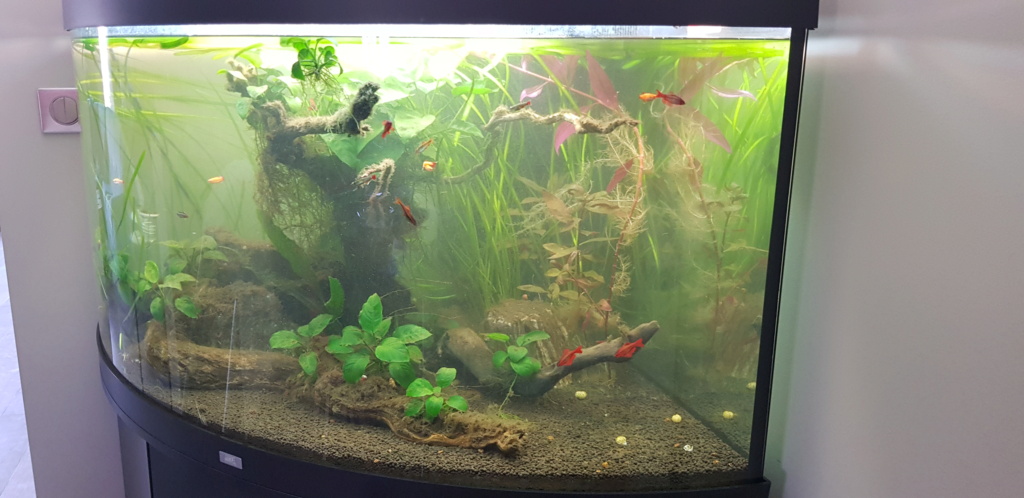 Conseil sur taille de plantes - entretien de mon aquarium 20201112