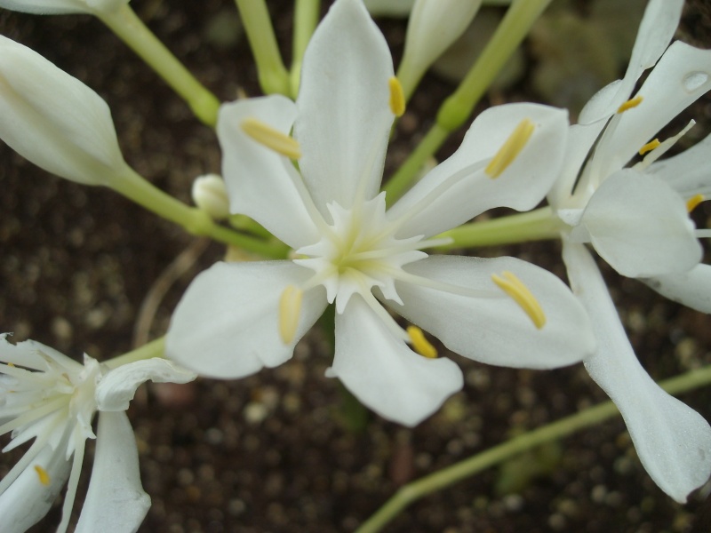 Devinette blanche (Trouvée : Proiphys amboinensis, lys de Brisbane) Sl273713
