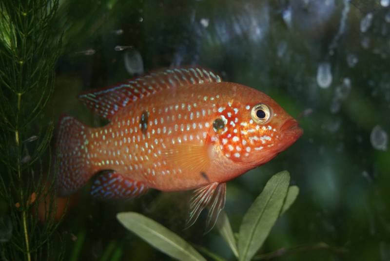 Hemichromis Lifalili Hemi10