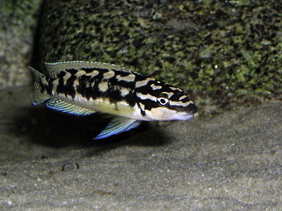 julidochromis transcriptus matthes Julido11