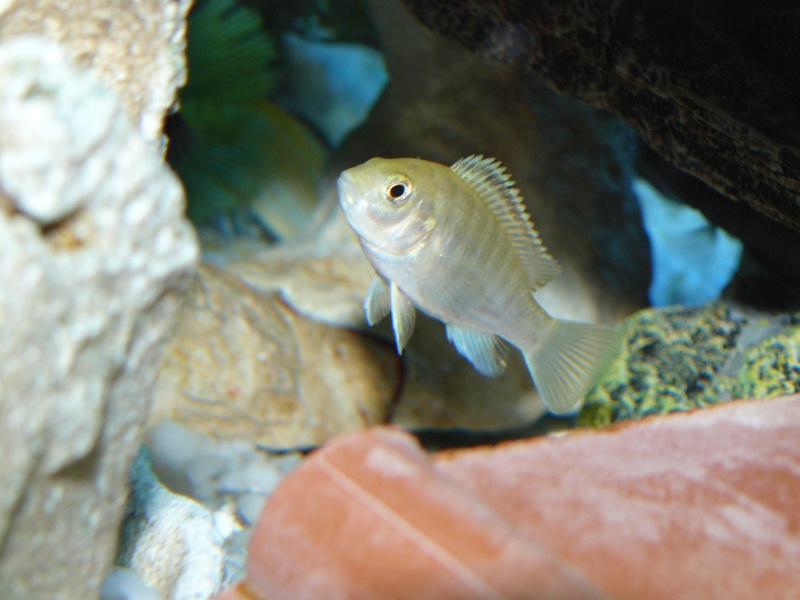 labidochromis caeruleus P1000018