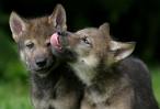 Im Wald der Wfe... - Seite 5 Wolfwe10