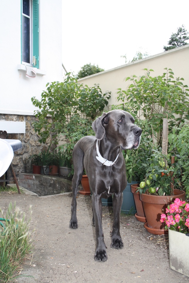 ce n'est pas un mastiff  mais un dogue allemand - Page 3 Img_8010