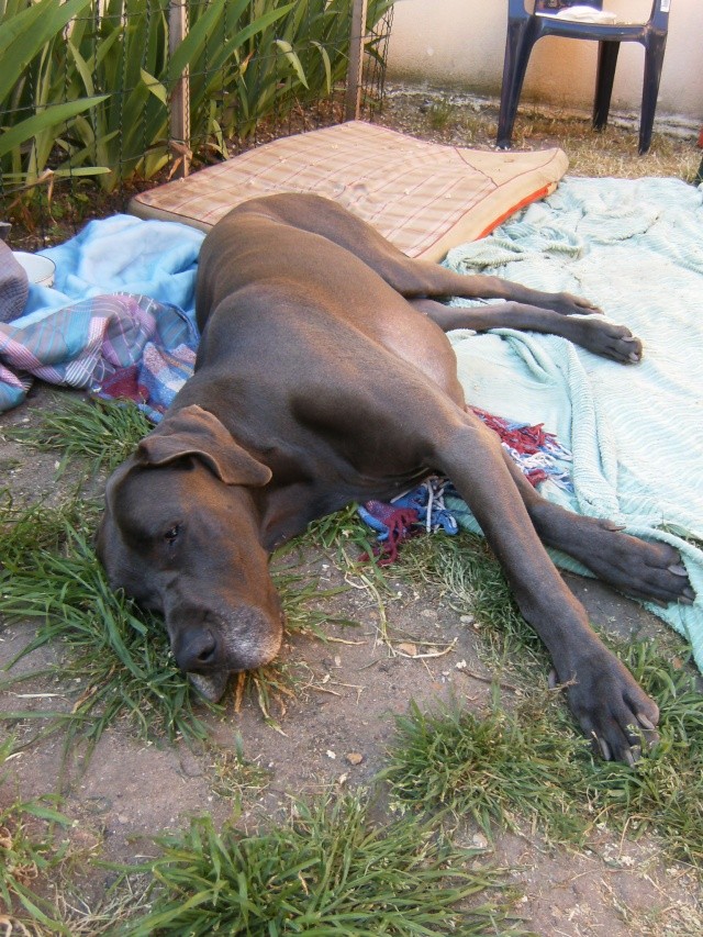 ce n'est pas un mastiff  mais un dogue allemand Vanda11