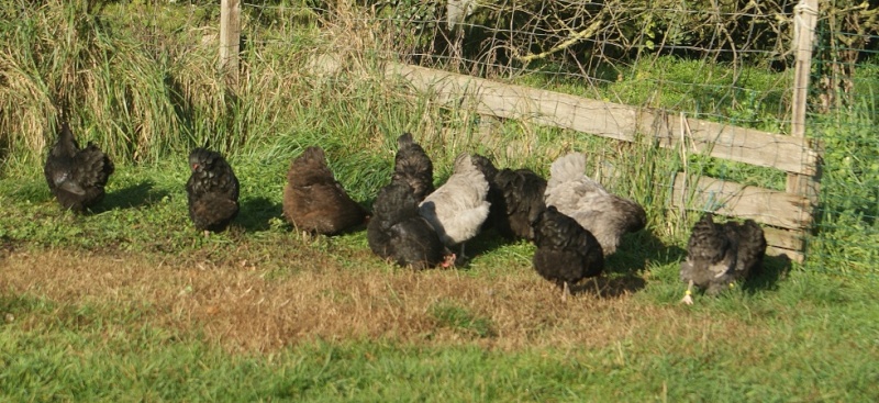 orpingtons naines bleu lavande, noir et chocolat Poule215