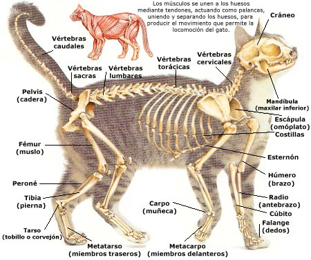 Anatoma del gato Esquel10