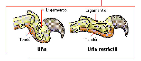 Anatoma del gato La_gar10
