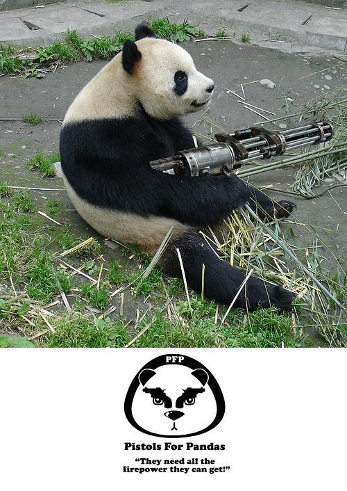 vote how funny these pic tures are. Pandas12