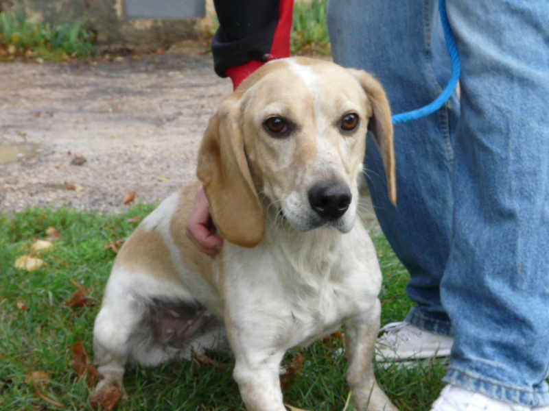 POPSIE - x basset 2 ans - Spa de Poitiers (86) 116_r_11