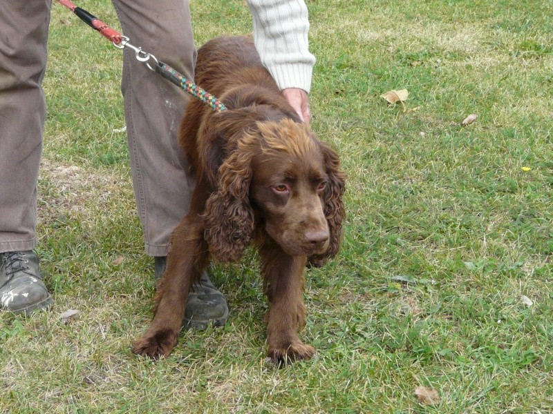 BARRY- spinger spaniel 6 ans - Spa de Poitiers (86)  126_r_12