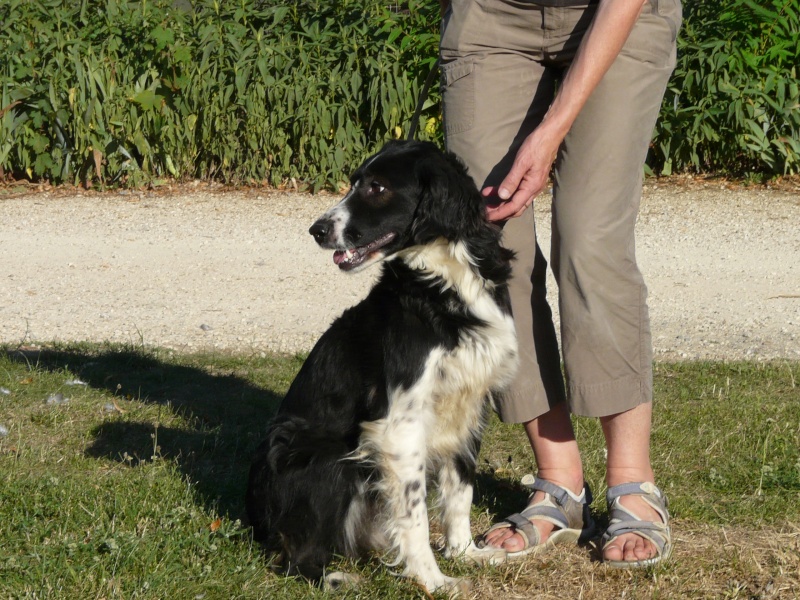 Fanny, femelle border collie née en 2005 - Refuge SPA de Poitiers (86) 358_f_12