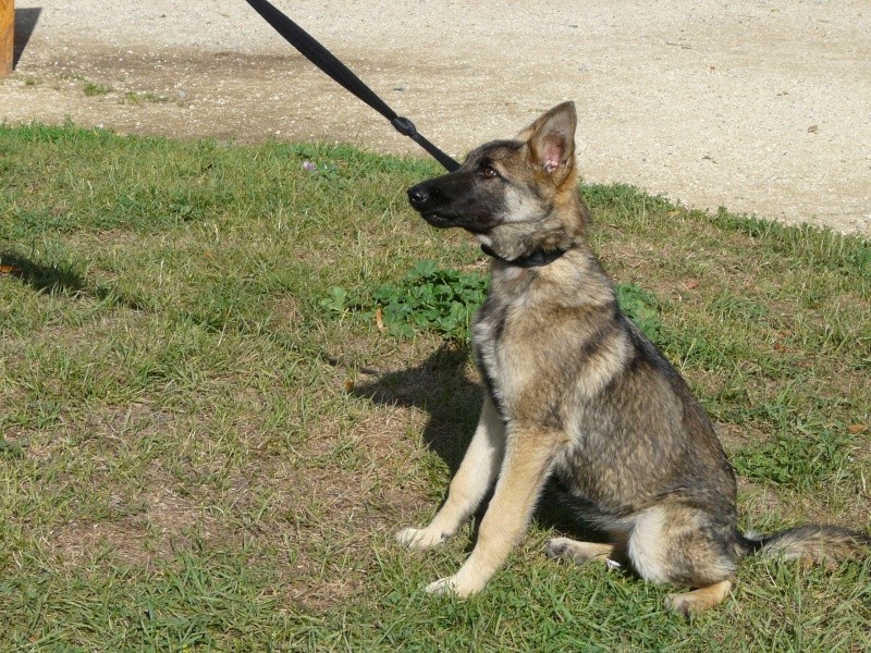 GAIA Croisée berger allemand / Malinois 11384F 15/07/11 VOUNEUIL SOUS BIARD *réservée*
