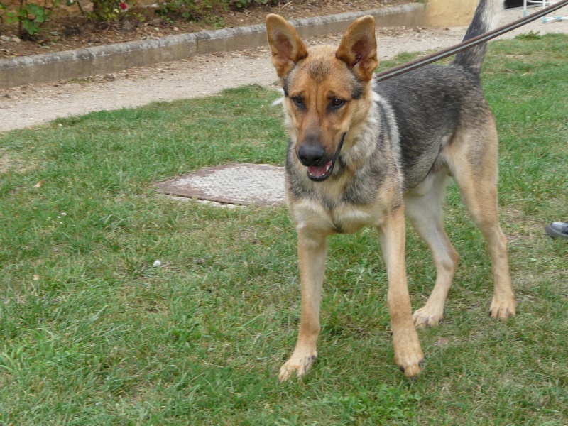 MOUGLY type berger allemand 1,5 ans SPA de Poitiers (86) 413_f_12