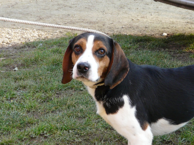 Adoptez moi - FLAUBERT - beagle 8 ans - Spa de Poitiers (86) 59_f_110