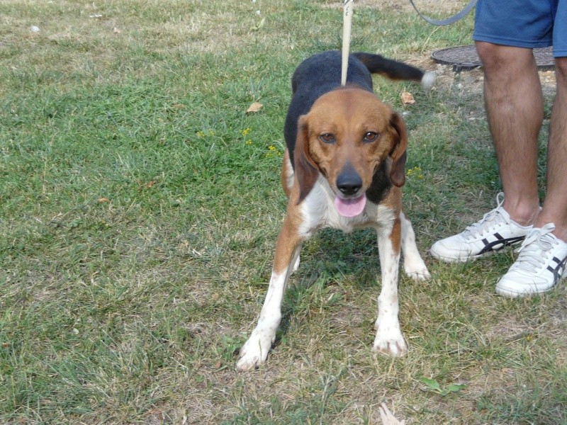 CHOUPETTE - beagle 5 ans - Spa de Poitiers (86) 62_r_c10