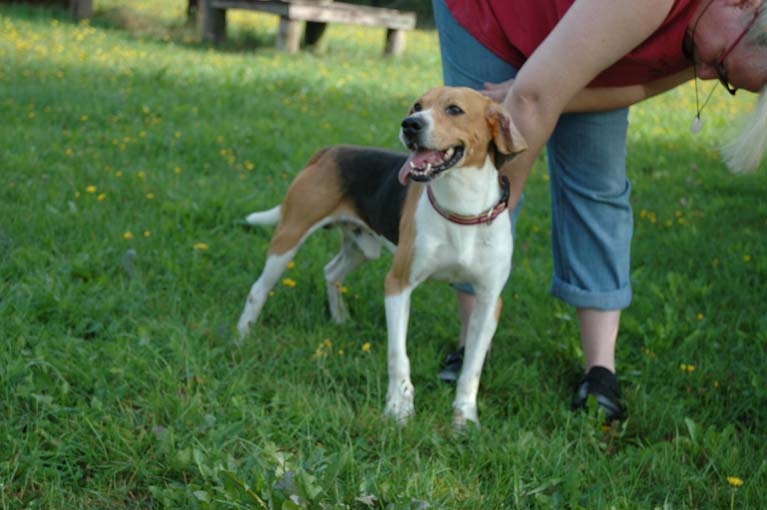 LOUSTIC beagle (dpt 86) Loutic10