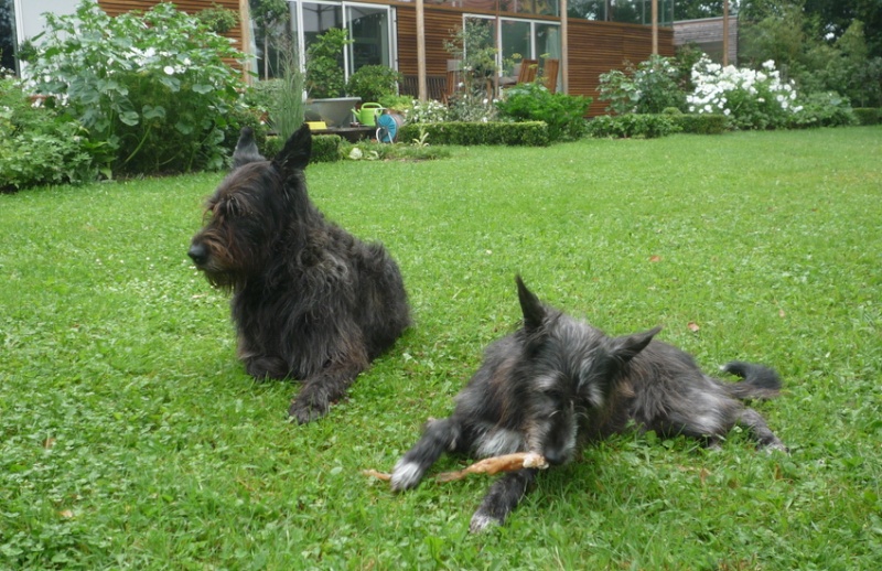 collie - Daisy, femelle croisée Berger Picard/ Griffon / Border Collie née en 2008 - Refuge SPA de Poitiers (86) P1020311