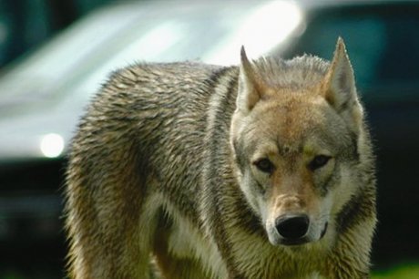 Phyrrus, un autre chien-loup, porté disparu 54662010