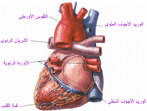  The heart Heart110