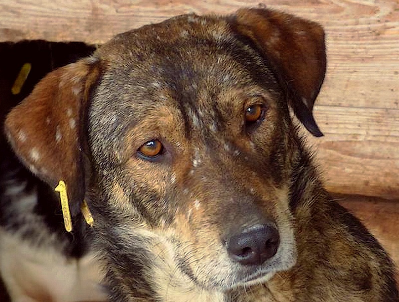 H E L P ! + de 4 ans de captivité , et jusqu'à 5 ans pour BERLIOZ et DUNKIN, pour ces chiens sauvés de la fourrière-mouroir en décembre 2015 ! - Page 4 Patz_d10