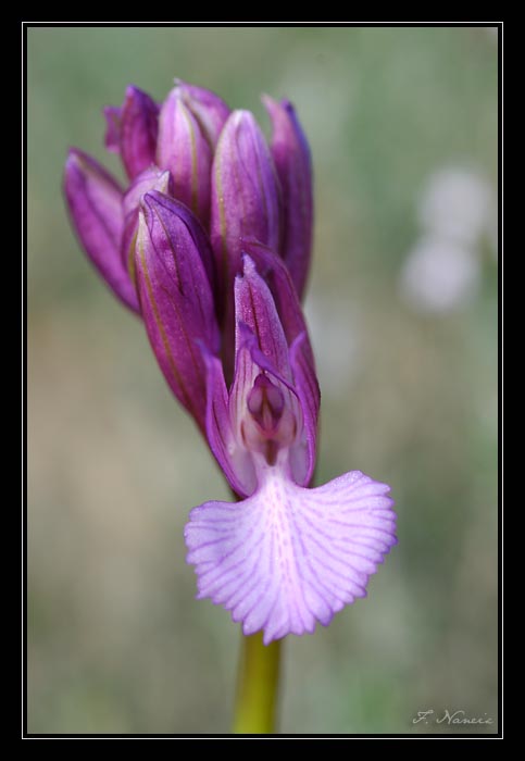 Anacamptis papilionacea (Orchis papillon ) 20080510