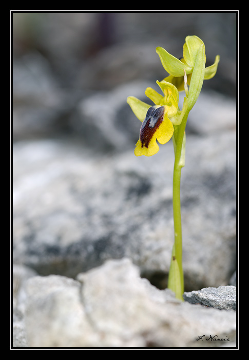 Ophrys (Pseudophrys) lutea ( Ophrys jaune ) Dsc_8010