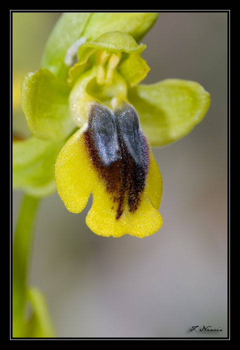 Ophrys (Pseudophrys) lutea ( Ophrys jaune ) Dsc_8011
