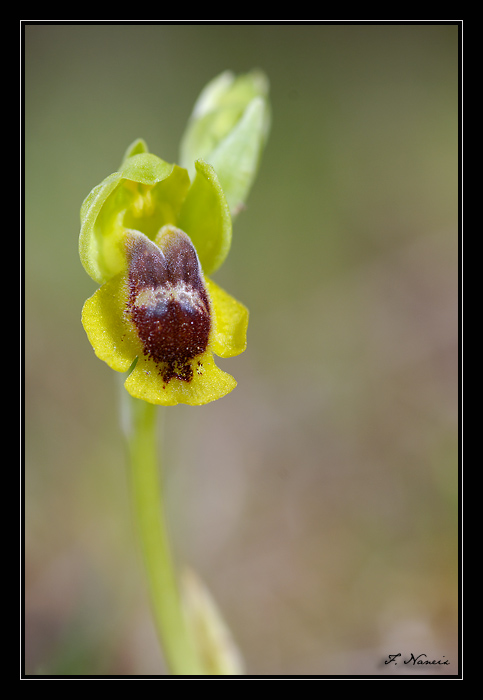 Ophrys (Pseudophrys) lutea ( Ophrys jaune ) Dsc_8110