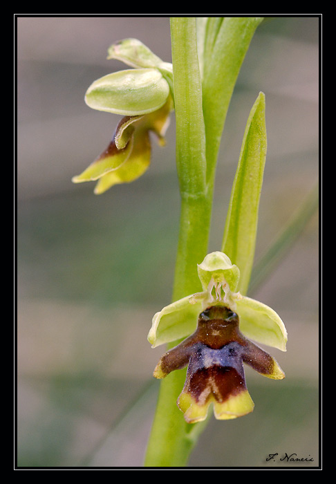Ophrys insectifera subsp aymoninii ( Ophrys d'Aymonin ) Dsc_8510
