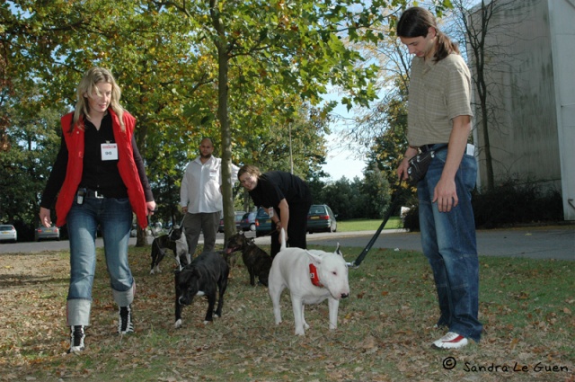 L'AMERICAN STAFFORDSHIRE TERRIER : le Staff ou Am Staff Tan210