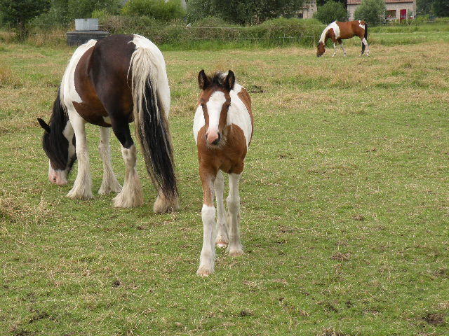 Luna belle des Longs Saules New P2 Dscn3610