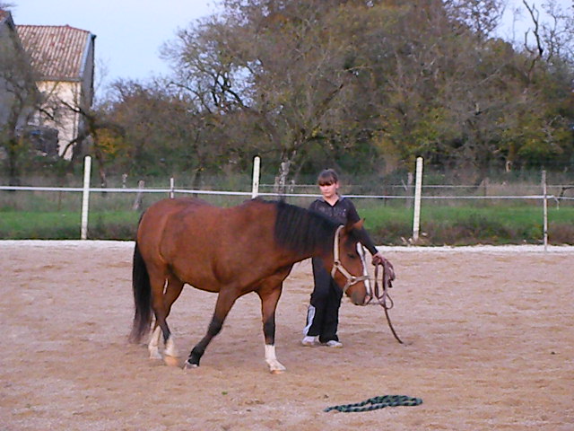 Clint et la longe...photos Sany0221