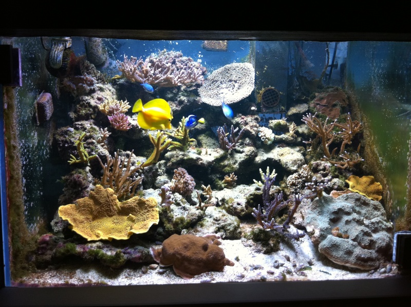 Le 500 litres de reef : Novembre 2012 : ça repart !! - Page 7 Img_0316