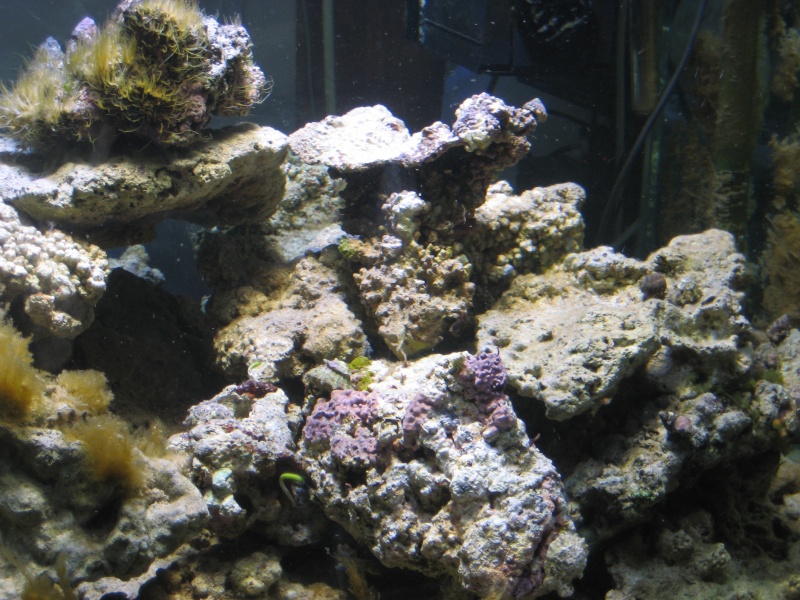 Le 500 litres de reef : Novembre 2012 : ça repart !! Img_1714