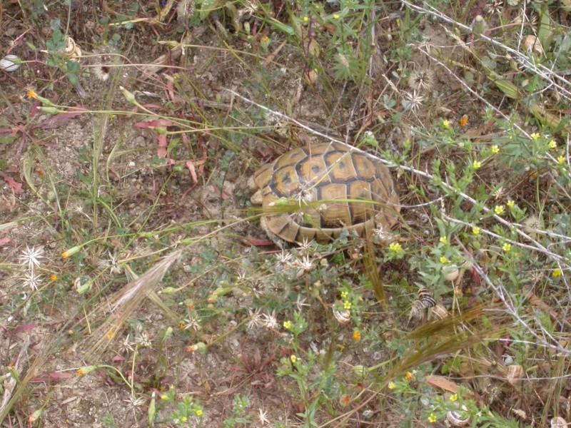 Tortue à Mojacar Dscn1714