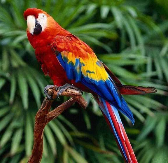       ( --Scarlet macaw) Macaw110