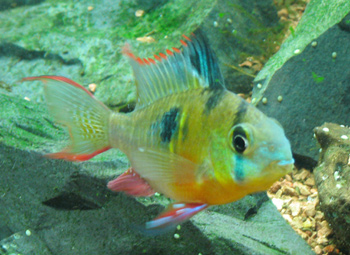 Mikrogeophagus altispinosus Photo_13