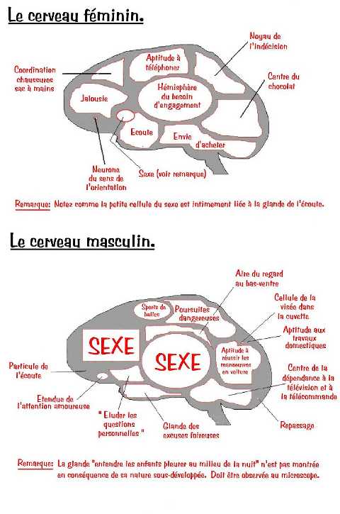 Différence entre homme et femme des zones cérébrales Cervea10