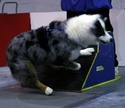 Flyball video... Jet_se10