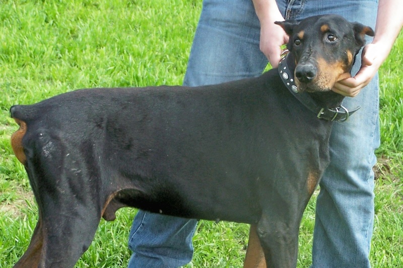 Nico, Dobermann Nico10