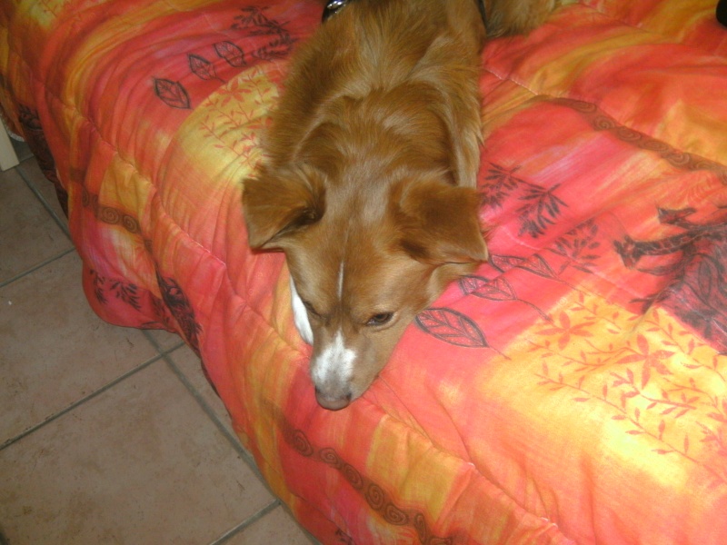 Aston magnifique chien né en 2001 - refuge SPA de Forbach 02311