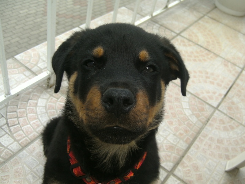 Dundee rott de 3 mois 02911