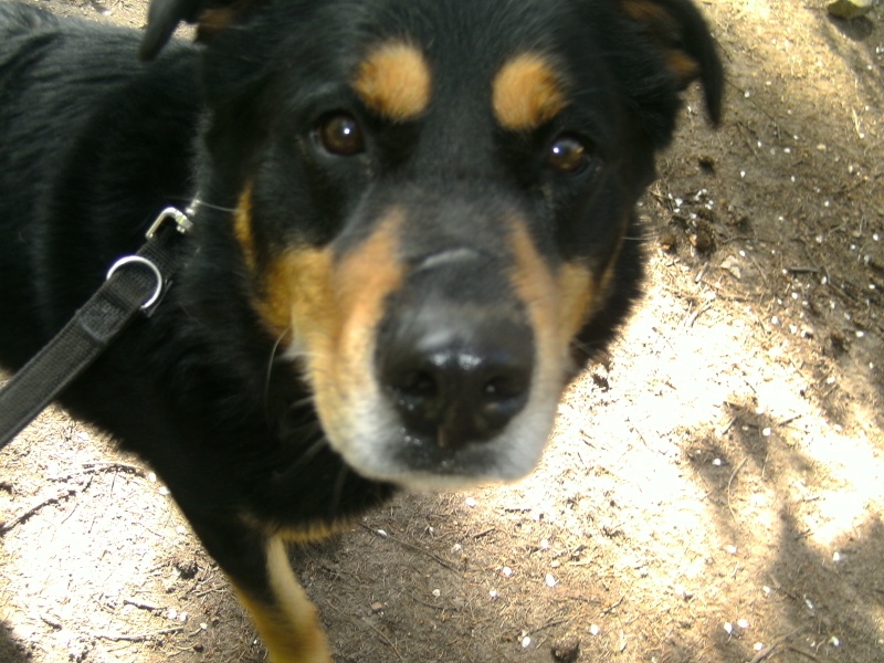 Ulysse croisé beauceron de 4ans 03710