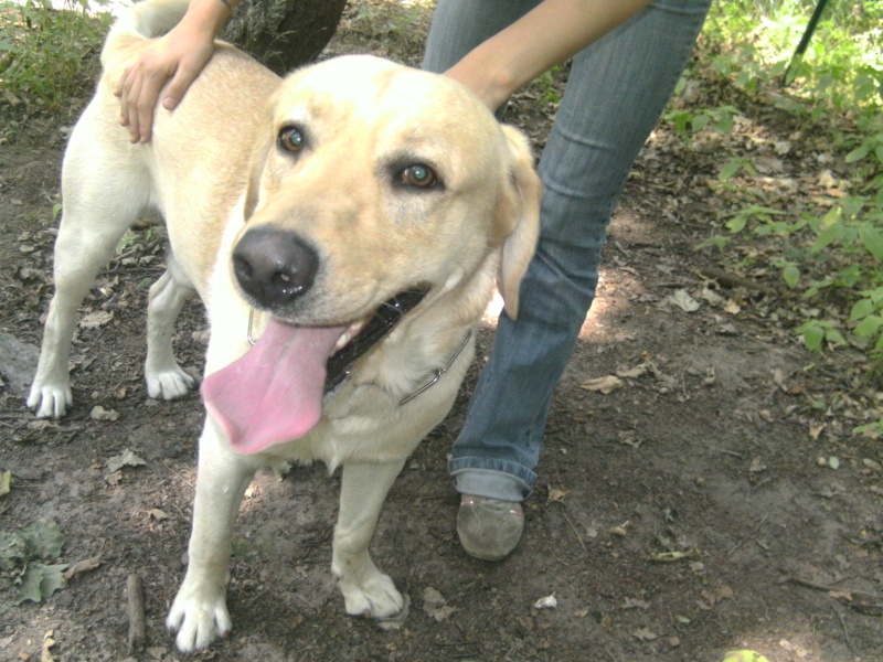 Benji labrador de 2 ans 04611