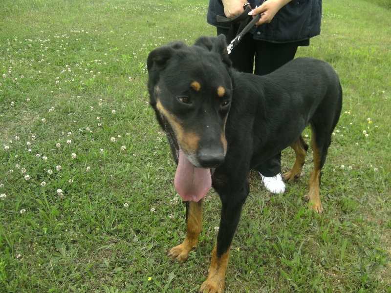 Junior beauceron de 10 ans 06310